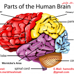 brain-dr.-Heshmati-.png